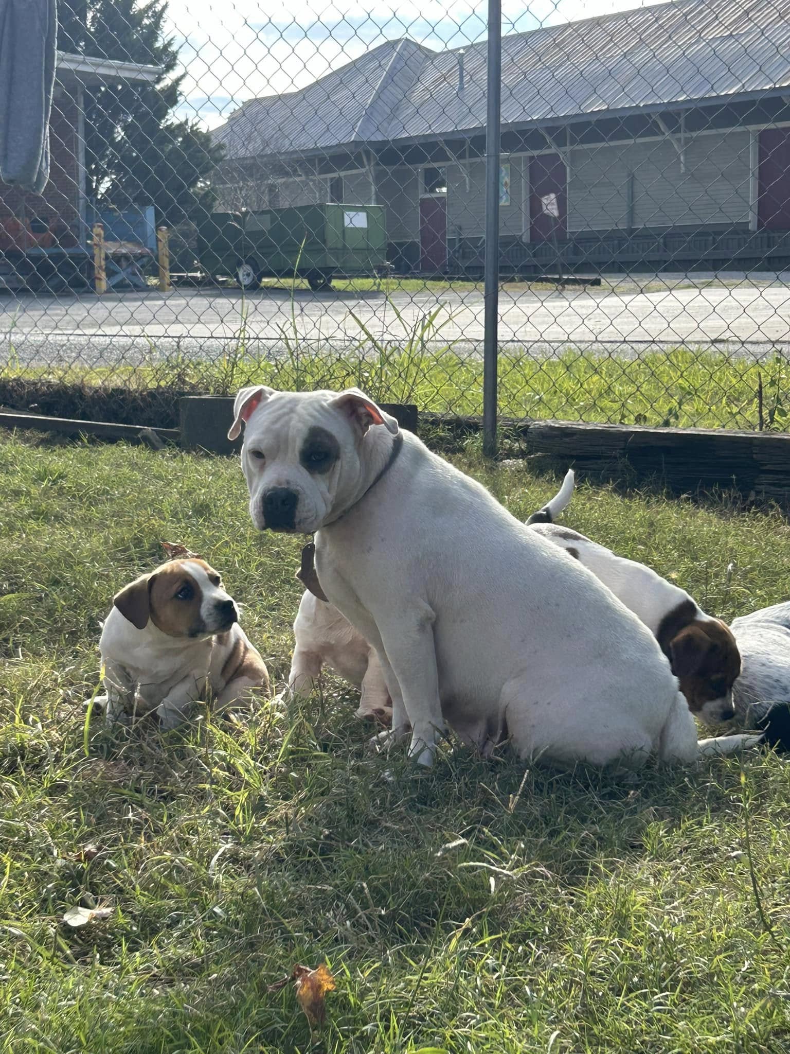 dog and tiny puppies