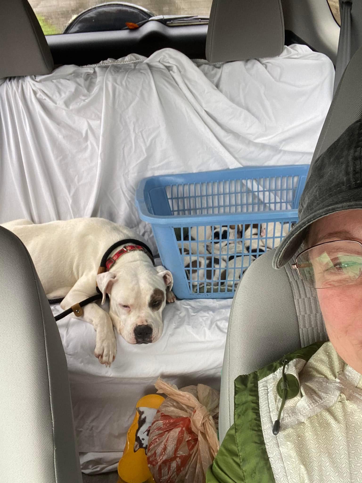 woman and dog in car
