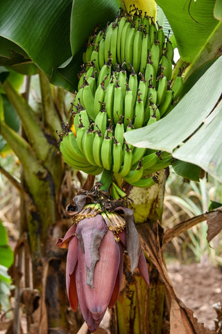 Guide to Growing Banana Trees in a Greenhouse