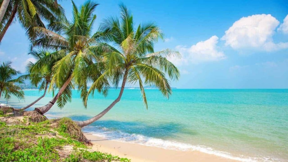 Coconut Palm