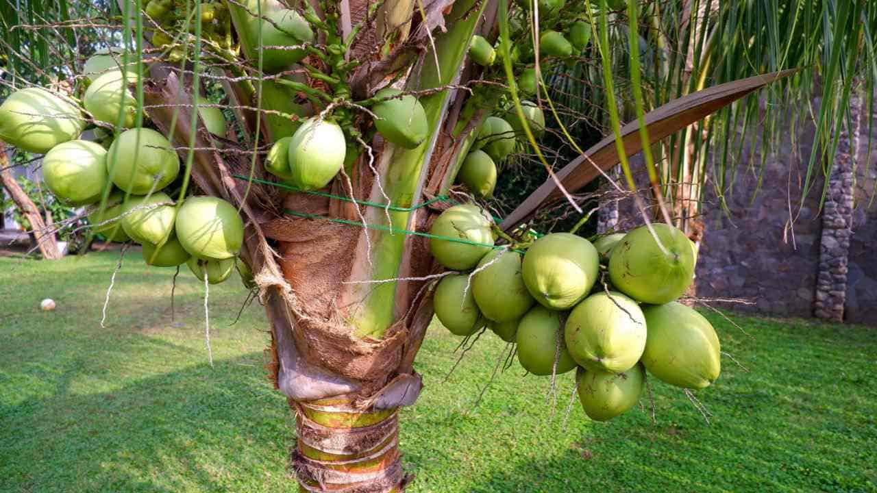 Cocos nucifera