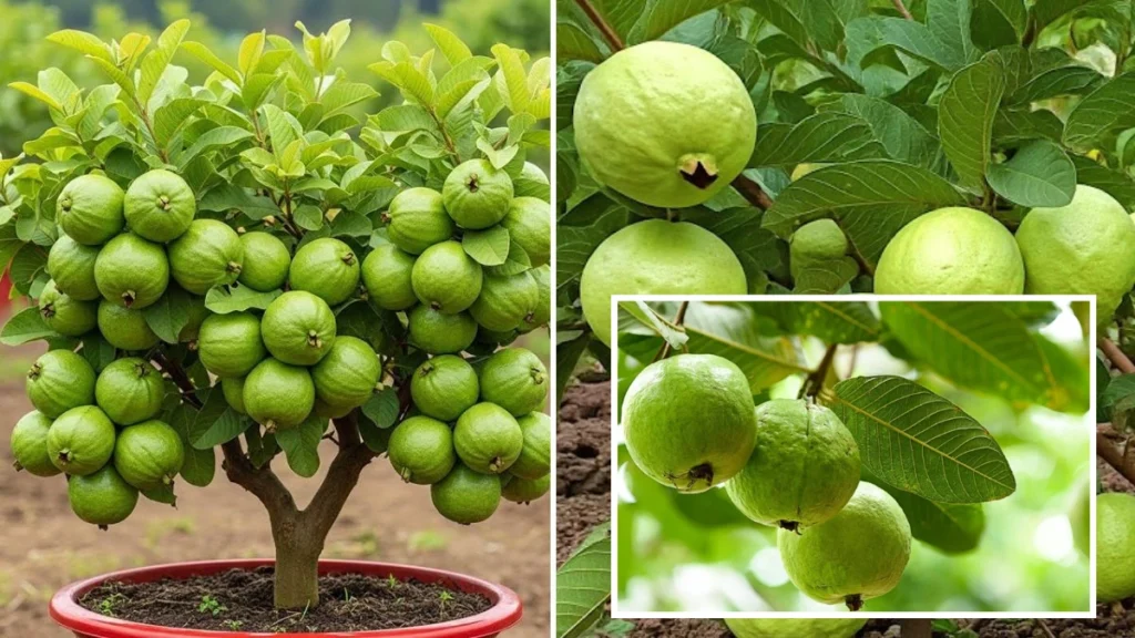 How to Grow Guava Successfully
