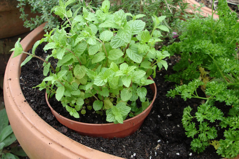 Because mint tends to take over, many gardeners plant mint in a small pot and then plant that pot in the ground or inside a larger container.