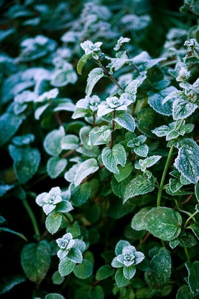 Mint is frost tolerant. It usually dies back in the winter but comes back in spring.