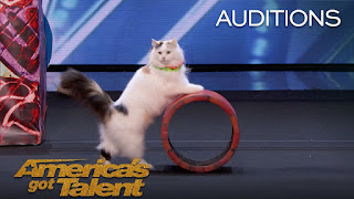 The Savitsky Cats: Super-Trained Felines Steal the Show on America’s Got Talent 2018