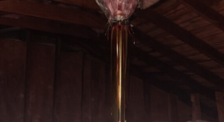 We Found a Mysterious Object Hanging in a 1960s Attic—And No One Knows What It Is – Dogrupara News