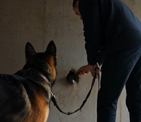 K9 Refuses to Leave Concrete Wall—What Was Found Inside Shocked Everyone – Dogrupara News