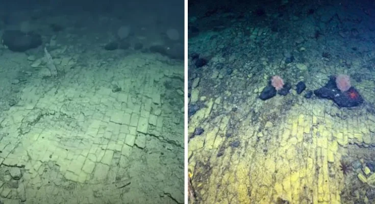 Very stranger ‘yellow brick road’ discovered on the bottom of the Pacific Ocean – Dogrupara News