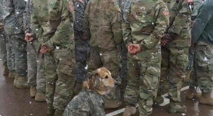 In the Freezing Cold, One Soldier’s Stillness Caught Everyone’s Attention – Dogrupara News
