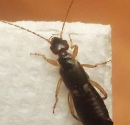My 7-Year-Old Son Had an Unexpected Encounter — Here’s What We Learned – Dogrupara News