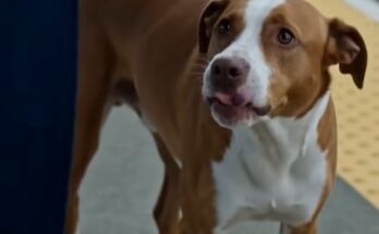 The Stray Dog That Saved My Daughter From the Train — Then the Whole Platform Went Silent – Dogrupara News
