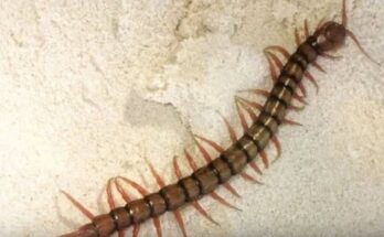 You Keep Finding These Fast Creepy Creatures in Your Home—What They’re Really Trying to Tell You Could