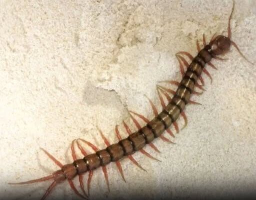 You Keep Finding These Fast Creepy Creatures in Your Home—What They’re Really Trying to Tell You Could