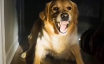 PART 2: The Moment I Raised a Flashlight to Stop My Dog’s Attack – Dogrupara News