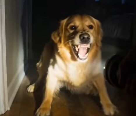 PART 2: The Moment I Raised a Flashlight to Stop My Dog’s Attack – Dogrupara News