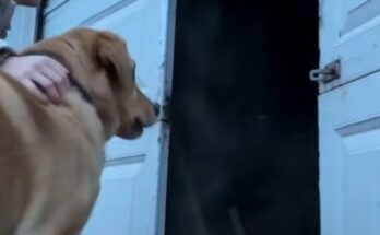A Stray Dog Wouldn’t Stop Returning To My Neighbor’s Garage — Then We Finally Discovered Why – Dogrupara News