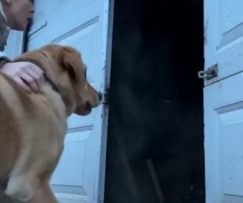 A Stray Dog Wouldn’t Stop Returning To My Neighbor’s Garage — Then We Finally Discovered Why – Dogrupara News