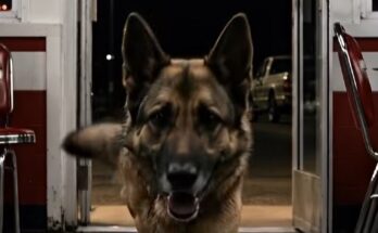 A Stray Dog Ran Into A Roadside Diner At Midnight And Begged A Biker To Follow Him — What Thirty Riders