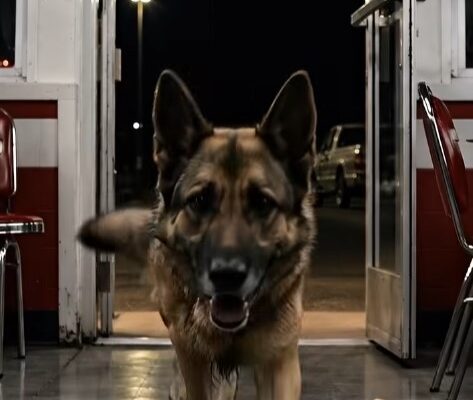A Stray Dog Ran Into A Roadside Diner At Midnight And Begged A Biker To Follow Him — What Thirty Riders