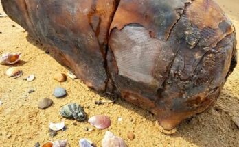 I was walking on the beach when I suddenly came across this. – Dogrupara News