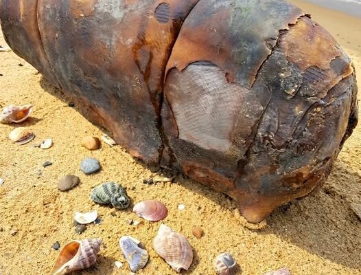 I was walking on the beach when I suddenly came across this. – Dogrupara News