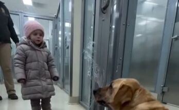 A Dying Dog Crawled Toward A Stranger… And What Happened Next Stunned Me – Dogrupara News