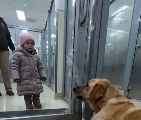 A Dying Dog Crawled Toward A Stranger… And What Happened Next Stunned Me – Dogrupara News