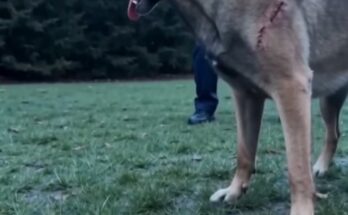 A Stray Belgian Malinois Charged Toward A Little Girl… What It Carried Left Everyone Speechless – Dogrupara
