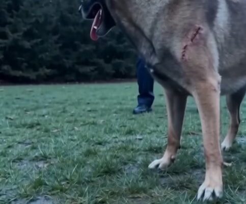 A Stray Belgian Malinois Charged Toward A Little Girl… What It Carried Left Everyone Speechless – Dogrupara
