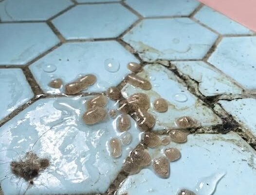 This morning, I walked into the bathroom and found this on the floor. – Dogrupara News