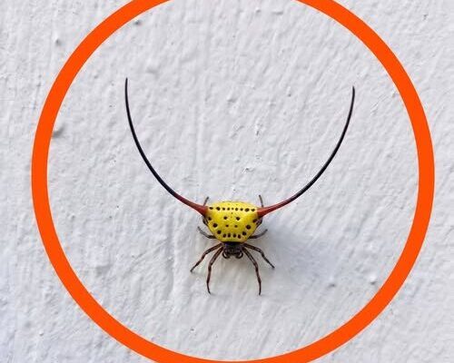 Last night, I went into the garage, turned on the light, and saw this on the wall – Dogrupara News