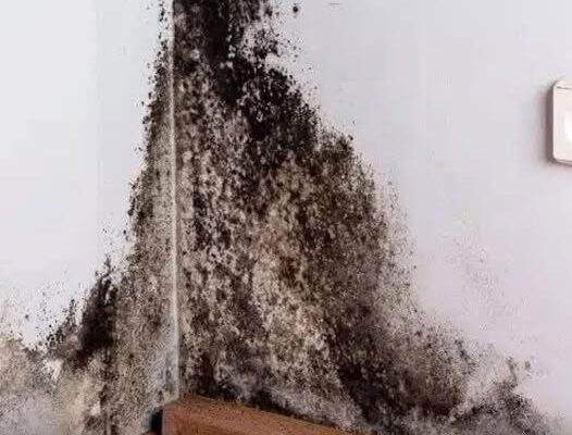 What Those Black Spots on Your Walls Might Mean – Dogrupara News