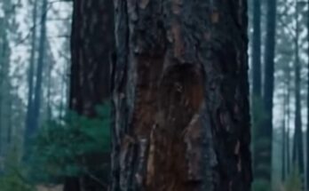 I Noticed A Panicked Dog Desperately Trying To Climb A Massive Tree In The Deep Oregon Woods… What He Was