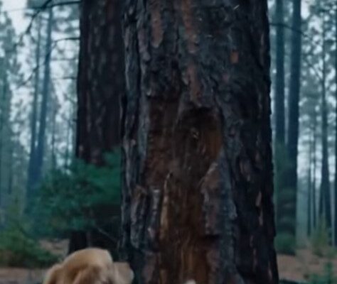 I Noticed A Panicked Dog Desperately Trying To Climb A Massive Tree In The Deep Oregon Woods… What He Was