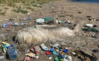 This morning, I went to the beach with my dog for a walk. – Dogrupara News