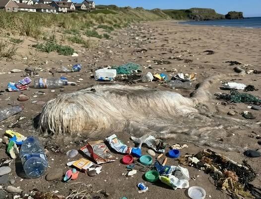 This morning, I went to the beach with my dog for a walk. – Dogrupara News