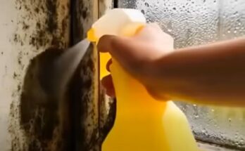 We went on vacation for a week. When we came back, we discovered this in the bathroom. – Dogrupara News