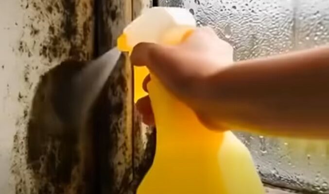 We went on vacation for a week. When we came back, we discovered this in the bathroom. – Dogrupara News