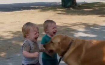 PART 2: My Dog’s Strange Behavior Around My Toddler Twins Made Me Stop in My Tracks – Dogrupara News