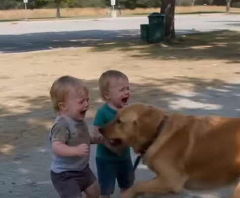 PART 2: My Dog’s Strange Behavior Around My Toddler Twins Made Me Stop in My Tracks – Dogrupara News