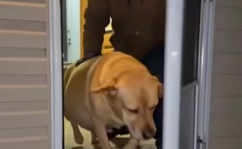 They Left Their Pregnant Dog Outside on a Freezing Night—What Happened Hours Later Shocked Everyone –