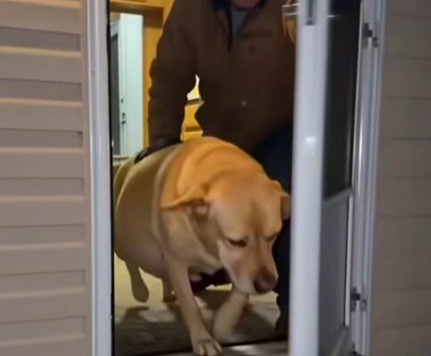 They Left Their Pregnant Dog Outside on a Freezing Night—What Happened Hours Later Shocked Everyone –