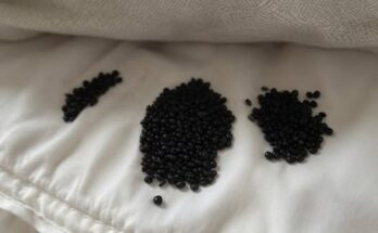 I Found Strange Black Grains Under My Mattress — What I Thought Were Insect Eggs Turned Out to Be Something