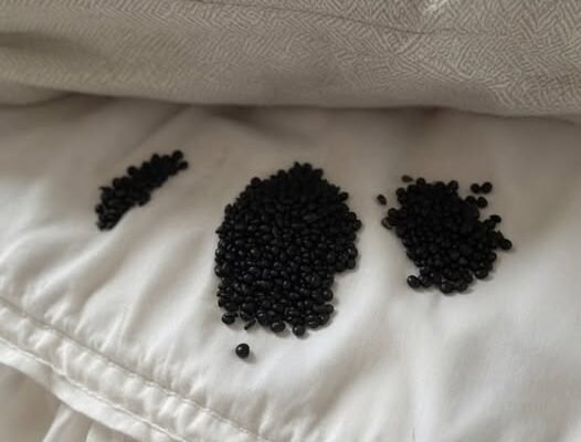 I Found Strange Black Grains Under My Mattress — What I Thought Were Insect Eggs Turned Out to Be Something