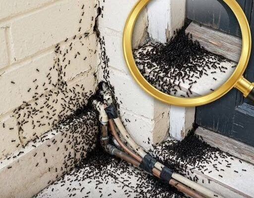 Why Ants Suddenly Appear in Your Home – Dogrupara News