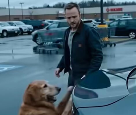 I Opened My Car Trunk to Prove a Stray Dog Wrong… But the Moment the Lid Lifted, the Entire Street Went