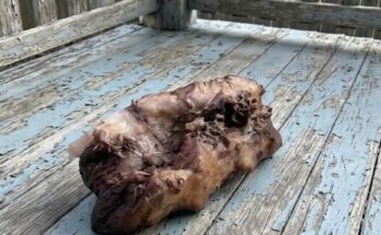 This morning, I stepped out onto my porch to enjoy a cup of coffee and discovered this on the ground. –