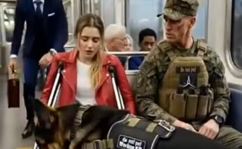 “Is This Seat Taken?” — A Disabled Girl Sat Beside a Navy SEAL… His Dog Instantly Switched to Guard Mode –
