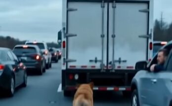 A Dog Suddenly Stopped My Truck on Route 95 — I Didn’t Expect What Happened Next at the Back Doors –