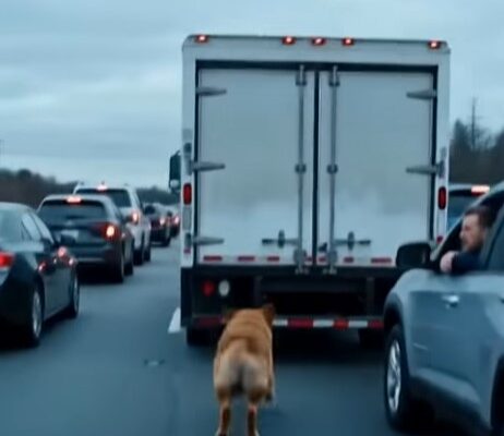 A Dog Suddenly Stopped My Truck on Route 95 — I Didn’t Expect What Happened Next at the Back Doors –